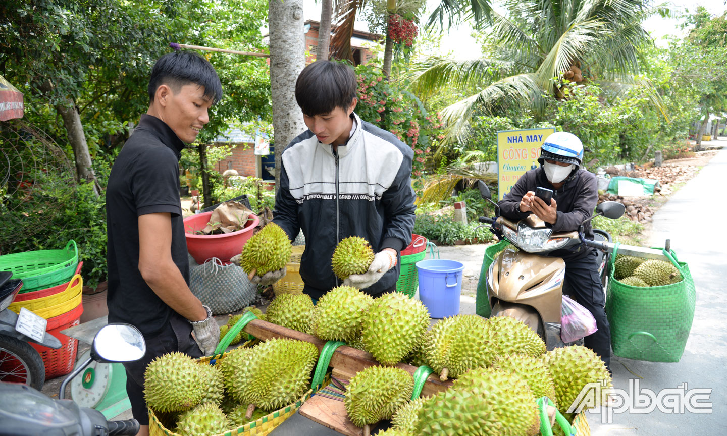 Xuất khẩu gặp khó, giá sầu riêng giảm sâu