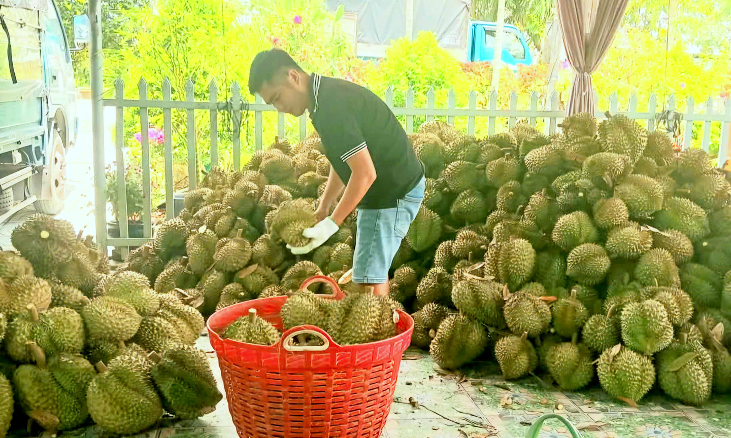 Khó xuất khẩu, nông dân ĐBSCL ồ ạt chở sầu riêng ra đường bán rẻ, cắt lỗ