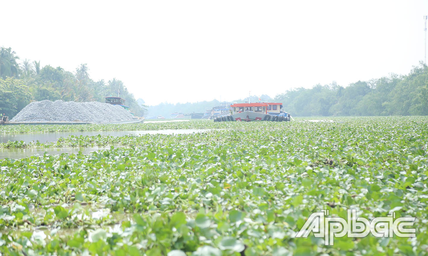 Chủ phương tiện cần thận trọng khi lưu thông trên kinh Chợ Gạo do lục bình
