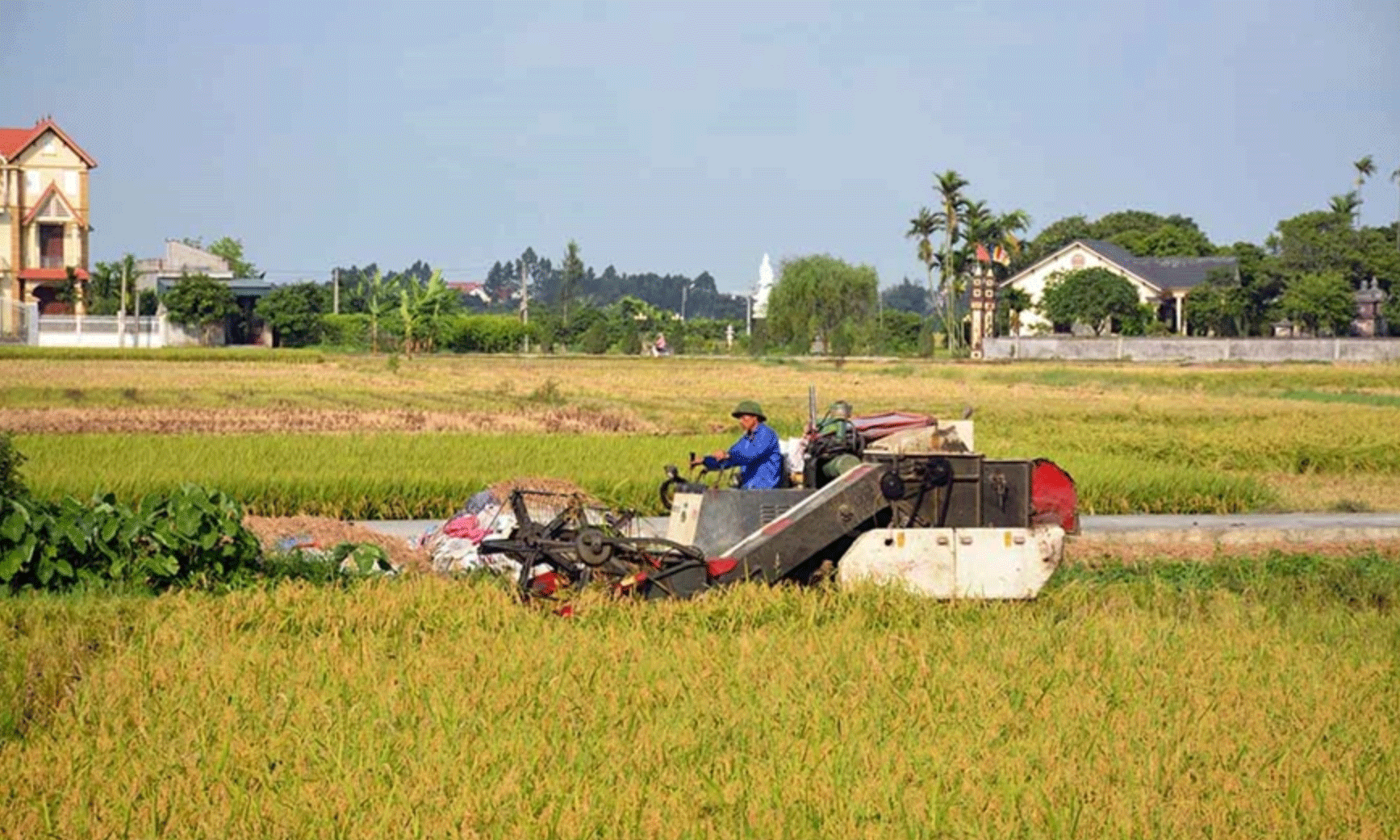 Nông dân huyện Thanh Hà, tỉnh Hải Dương thu hoạch lúa. Ảnh: NGUYỄN KIỂM 
