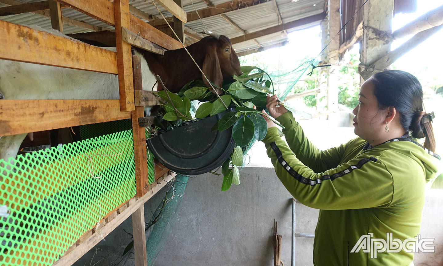 Chị Võ Thị Thùy Dương, ấp 2, xã Phú An với mô hình “Nuôi dê sinh sản” được hỗ trợ từ Dự án Đa dạng hóa sinh kế.