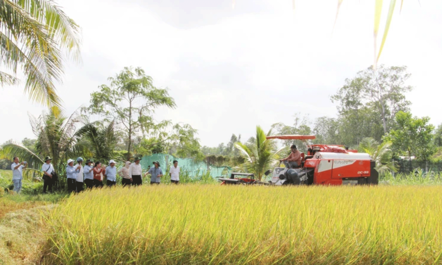 Mô hình thí điểm canh tác lúa phát thải thấp ở Hợp tác xã Nông nghiệp Phước Hảo, tỉnh Trà Vinh.