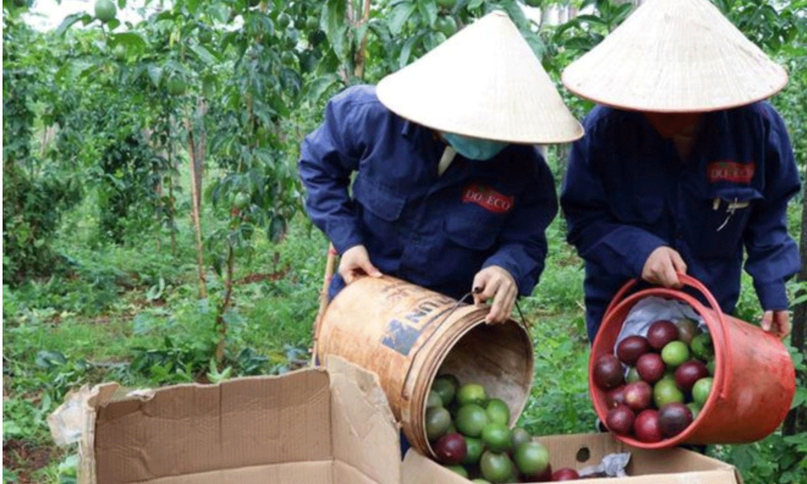 4 tháng đầu năm 2025, ngành Nông nghiệp và Môi trường tăng trưởng 3,74%. (Ảnh: TTXVN) 