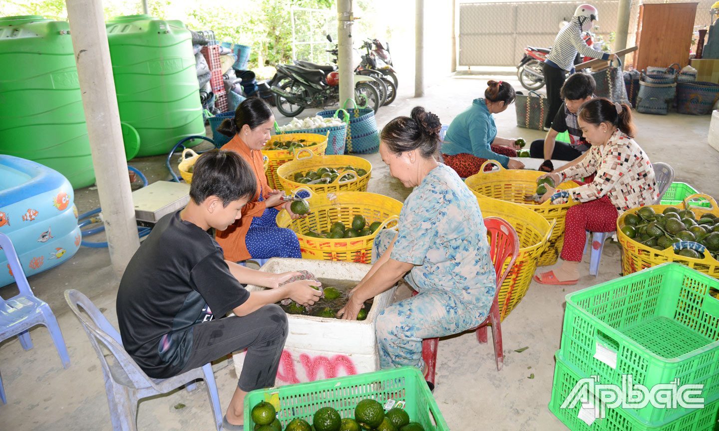 Tiền Giang tập trung hỗ trợ các HTX nông nghiệp phát triển bằng nhiều chính sách.