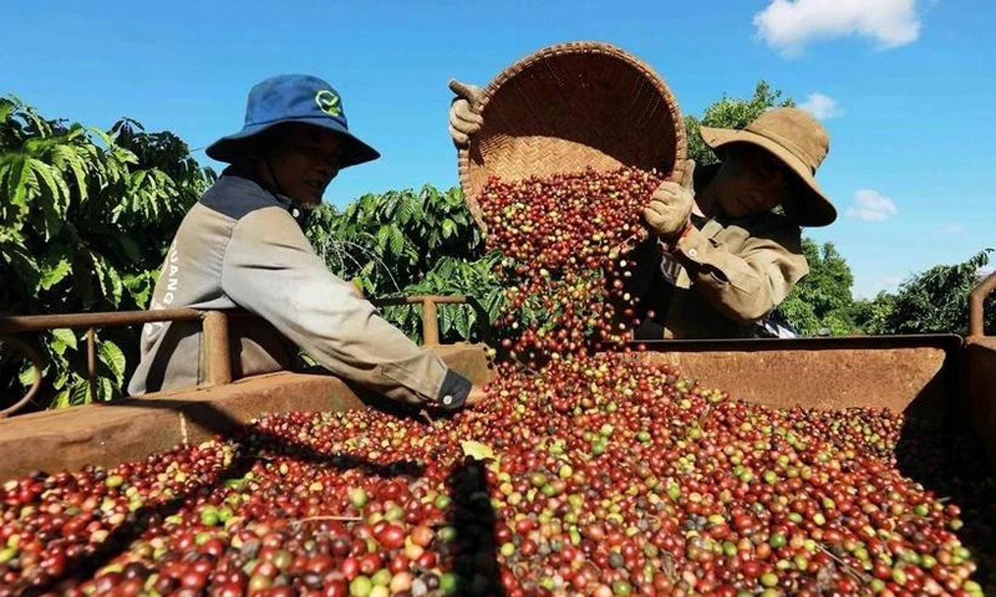 Viet Nam’s coffee exports hit 4.2 billion USD in the first five months of 2025 (Photo: VNA).