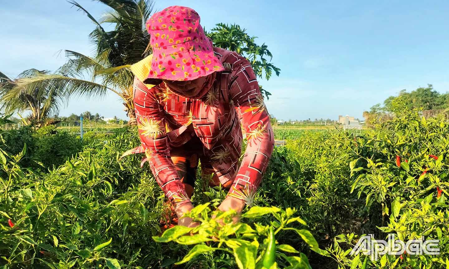 Việc thực hiện cắt vụ chuyển đổi cây trồng giúp người dân các huyện phía Đông nâng cao thu nhập nhiều lần so với trồng lúa.
