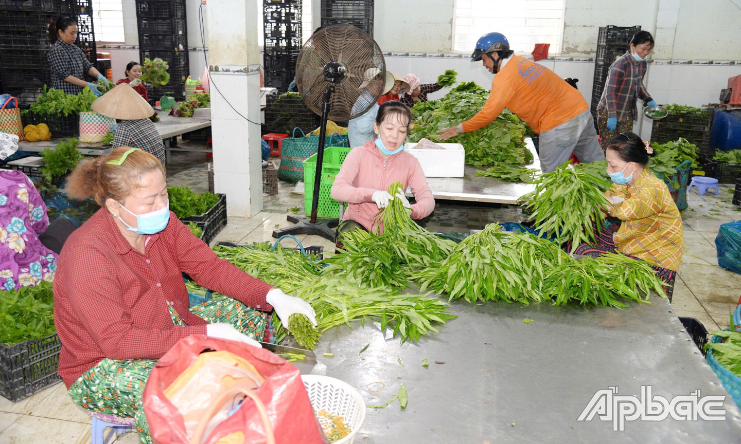 Tiền Giang chú trọng triển khai nhiều giải pháp để hỗ trợ HTX phát triển sản phẩm OCOP.