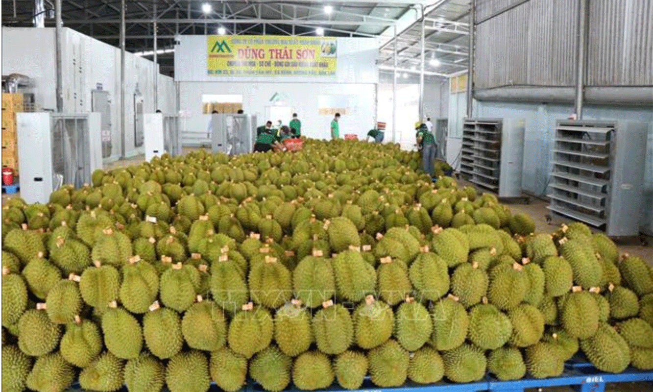 Doanh nghiệp thu mua sầu riêng đủ tiêu chuẩn xuất khẩu sang Trung Quốc. Ảnh tư liệu: Anh Dũng/TTXVN