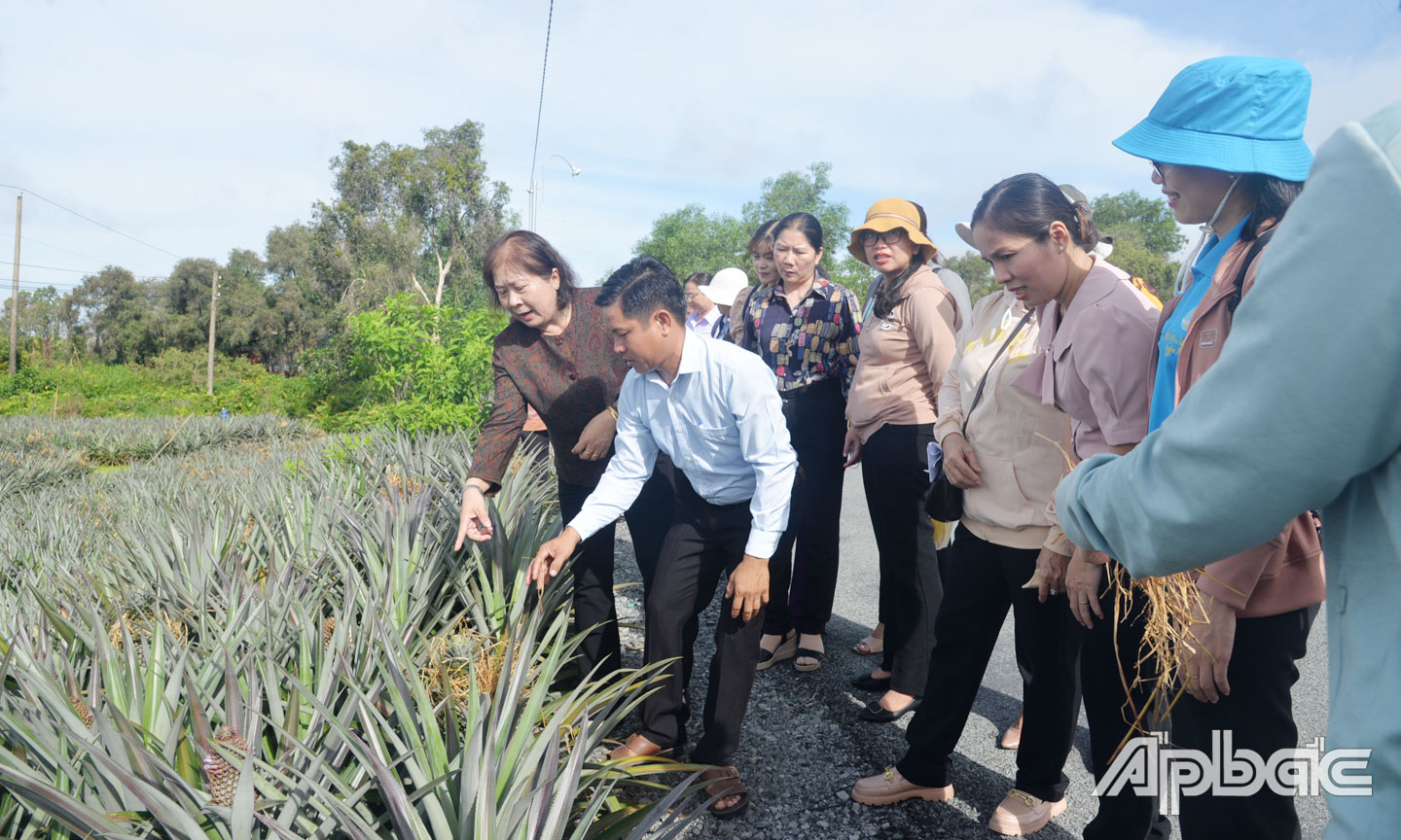 Cán bộ, HVPN tham quan thực tế mô hình “Trồng khóm sạch” tại HTX Tân Hòa Đông, huyện Tân Phước.