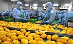 Triển khai các biện pháp bảo đảm sản xuất, xuất khẩu nông sản