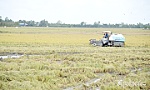 Tiền Giang: Nông dân phía Tây khẩn trương xuống giống vụ lúa hè thu