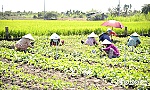 Tiền Giang: Giá rau màu tăng cao, nông dân phấn khởi