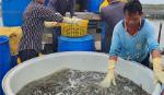 Mỹ áp thuế chống bán phá giá tôm Việt lên tới 35,29%