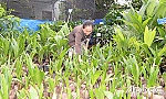 Tiền Giang: Dừa giống 