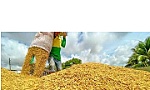 Viet Nam's rice export prices fall nearly 19% despite growing volume