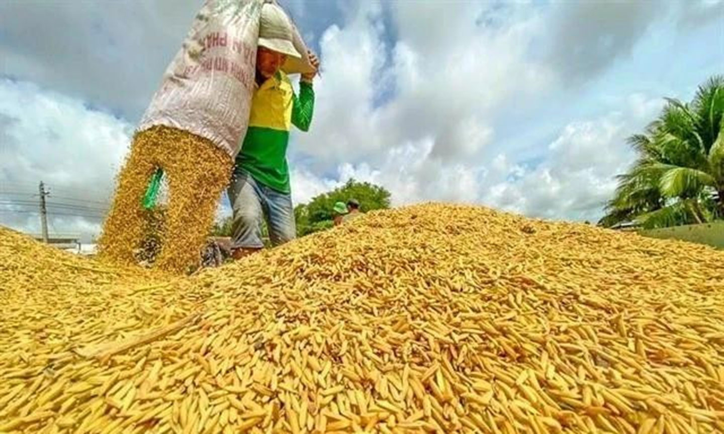 Viet Nam's rice export prices fall nearly 19% despite growing volume