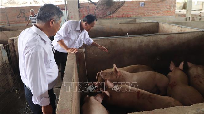 Kiểm tra khu vực lưu heo chờ giết mổ tại Cơ sở giết mổ N.Đ.H.G, huyện Châu Thành A, tỉnh Hậu Giang. Ảnh minh họa: Nguyễn Hằng/TTXVN