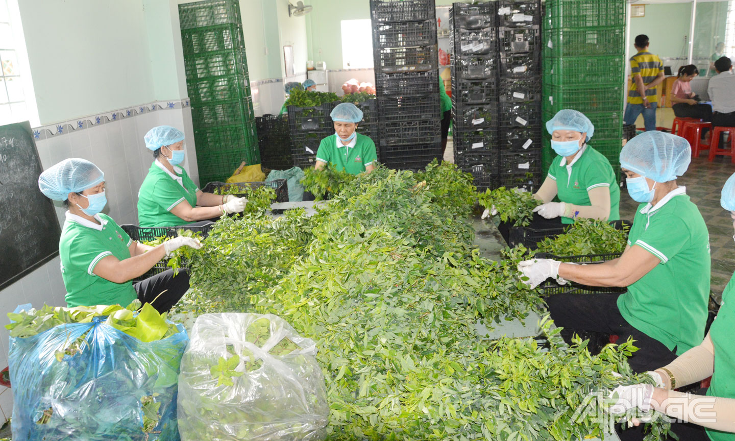 Hợp tác xã Nông nghiệp Thương mại Dịch vụ Phú Quới góp phần giải quyết việc làm cho lao động nông thôn, nâng cao thu nhập cho người dân địa phương. 