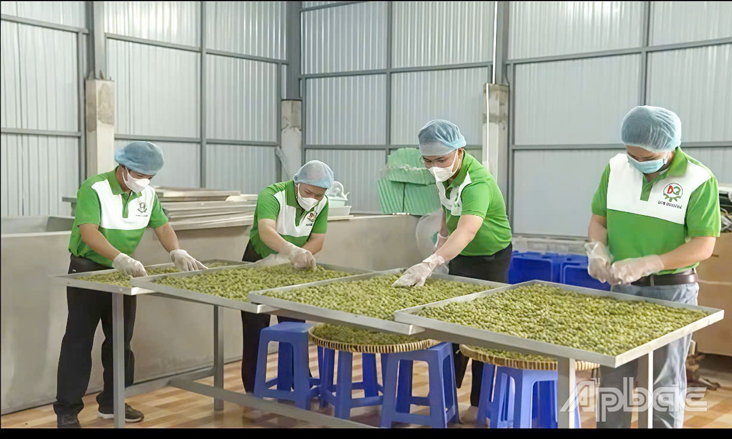 Sản xuất các sản phẩm tại HTX Nông nghiệp Công nghệ cao Bình Quý.