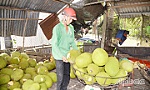 Phập phồng với giá nông sản