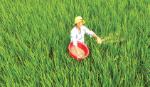 Giá vật tư nông nghiệp tiếp tục tăng nhẹ trong 10 ngày đầu tháng 7