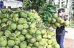 Giá dừa xiêm ở Đồng Tháp giảm mạnh
