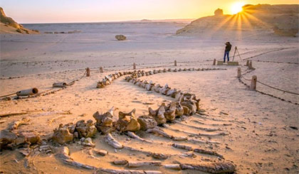 Nghĩa địa cá voi giữa sa mạc Sahara