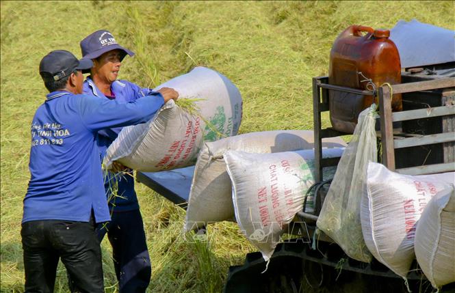 Nhu cầu yếu khiến giá gạo xuất khẩu giảm