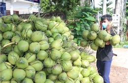 Giá dừa xiêm ở Đồng Tháp giảm mạnh