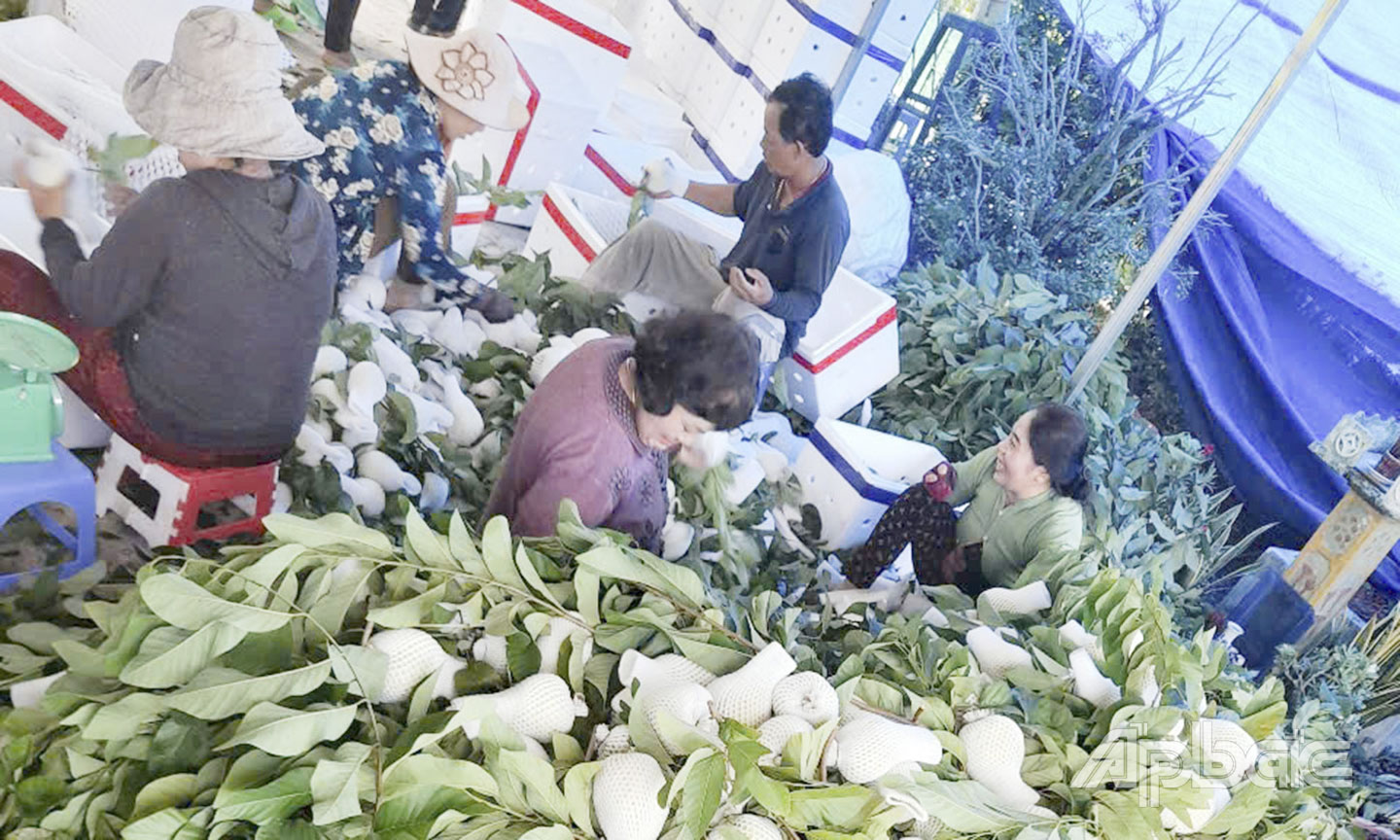 Na Thái sau khi thu hoạch được phân loại trước khi thương lái thu mua.