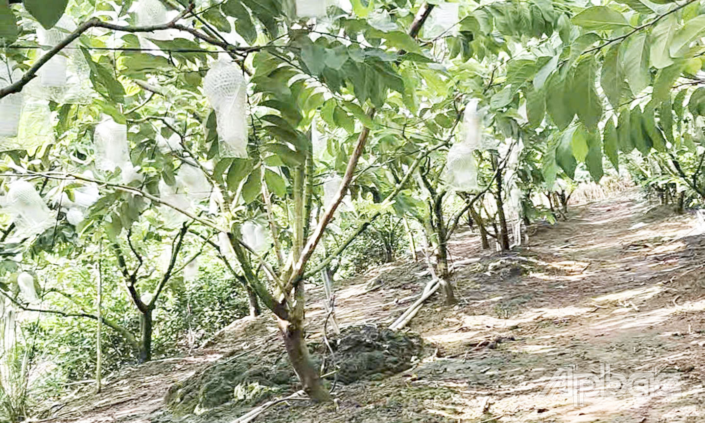 Vườn na Thái gia đình anh Vương.