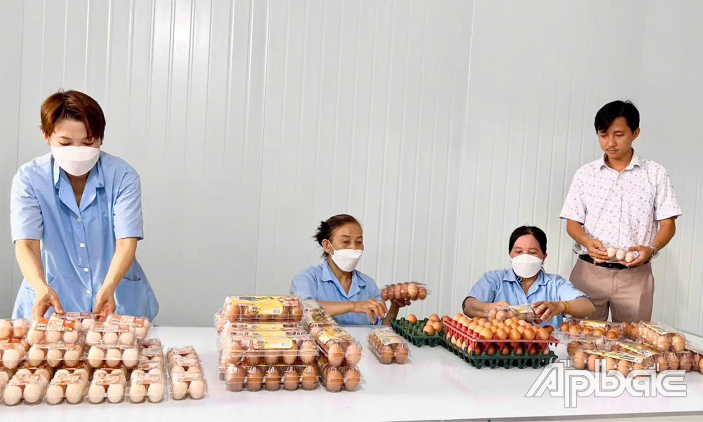 Anh VinaSEC (bìa phải) khởi nghiệp thành công nhờ mô hình chăn nuôi gà ác đẻ trứng theo chuỗi khép kín.