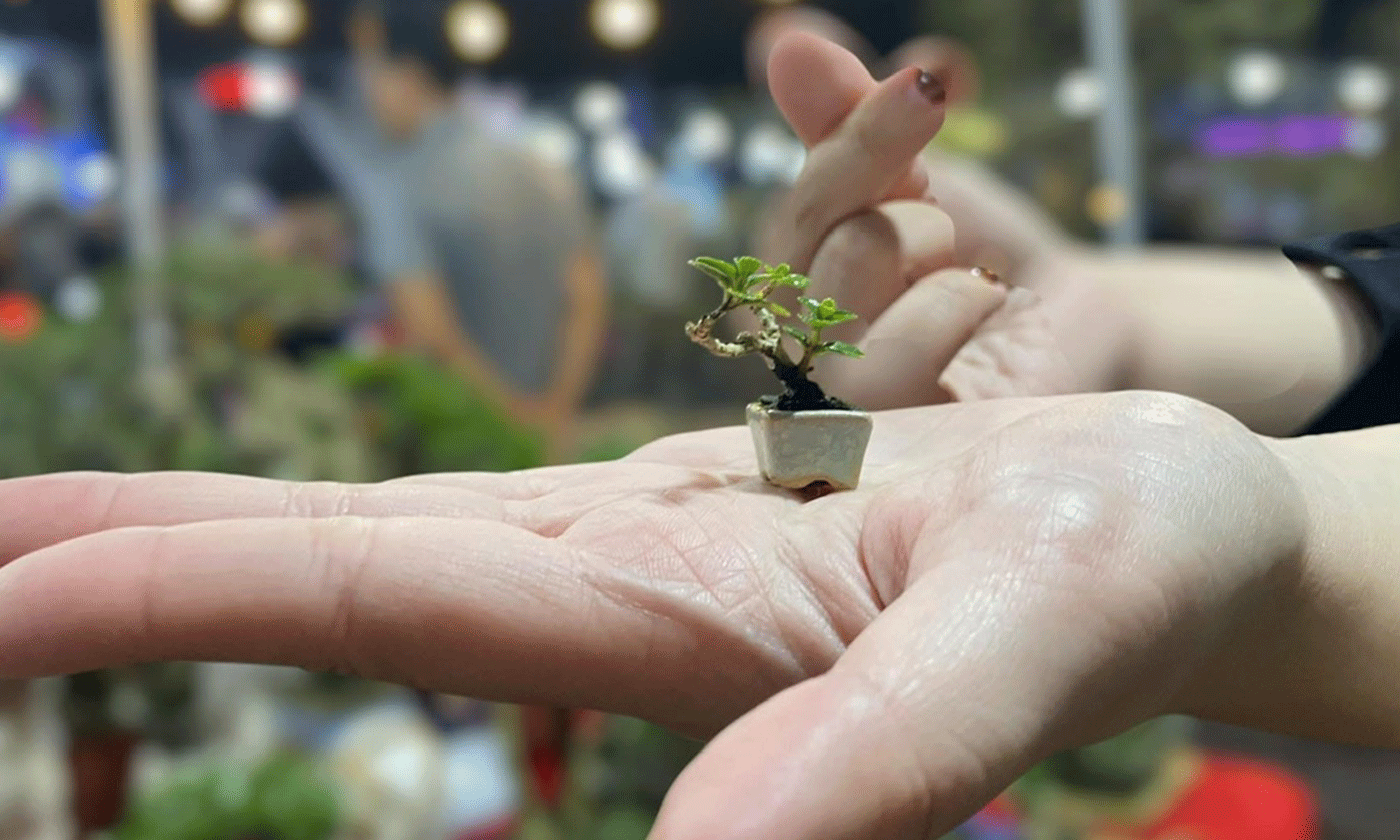 Những chậu bonsai mini, siêu mini hút hồn người chơi cây cảnh nghệ thuật.