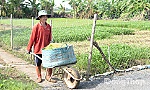 Giá rau màu giảm mạnh