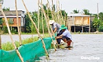 Nông dân Đồng Tháp khởi động mô hình nuôi trữ cá mùa nước nổi