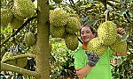 Giá sầu riêng xuất khẩu tăng trở lại