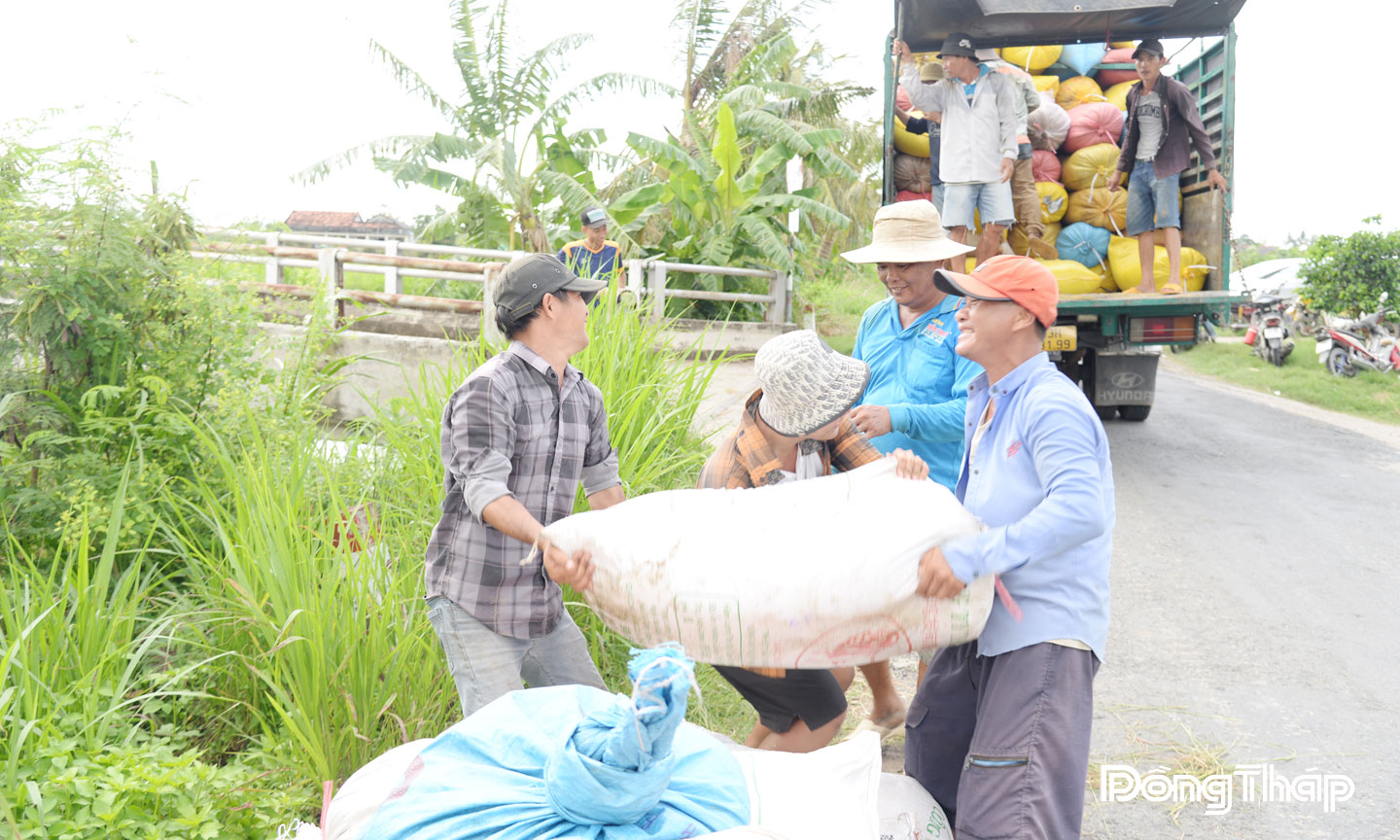 Giá lúa tiếp tục giảm, nông dân thêm khó