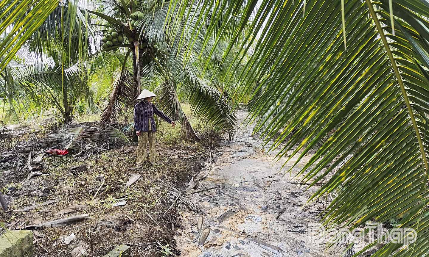 Nước ô nhiễm trong các mương gần trang trại đặc quánh, bốc mùi hôi thối nồng nặc.