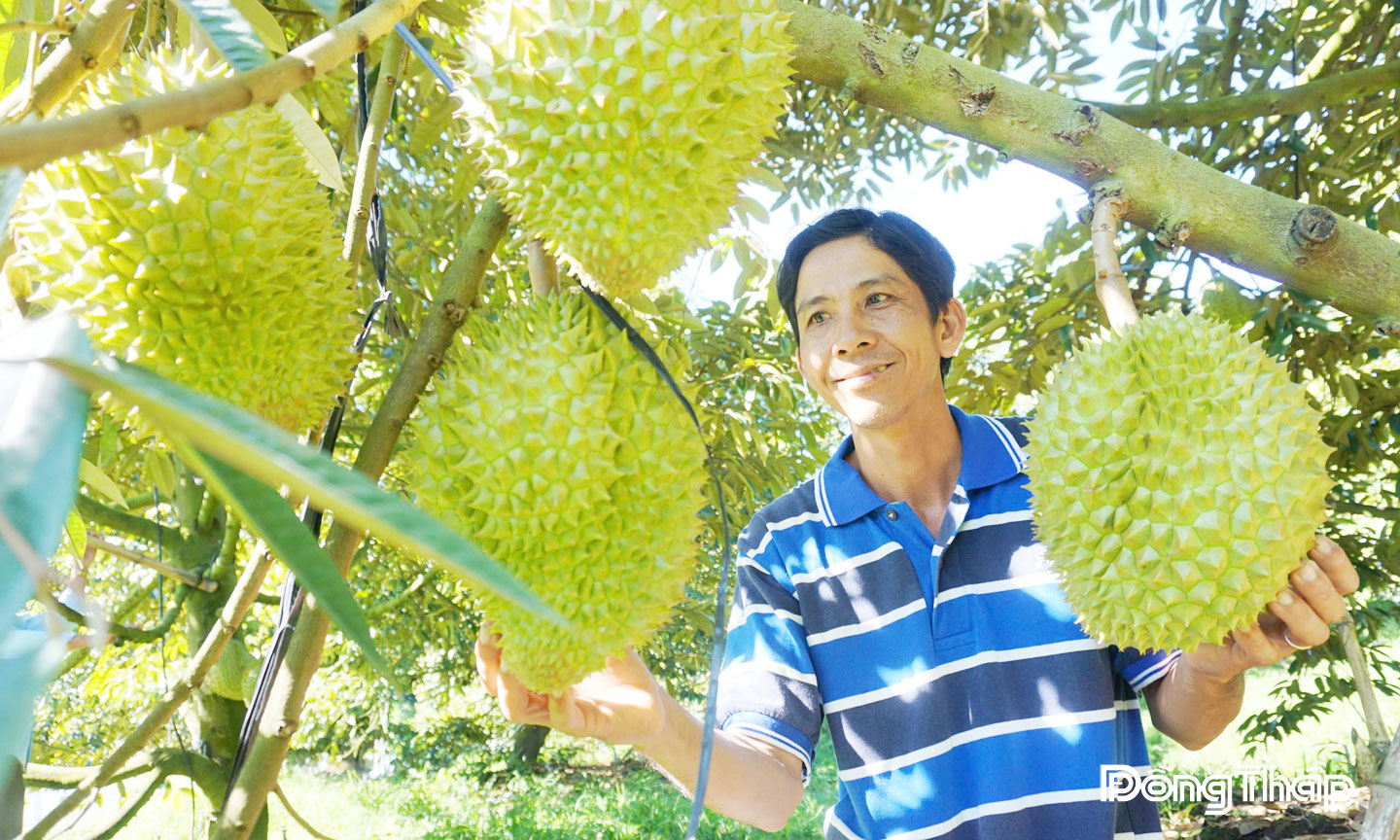 Sản xuất sầu riêng theo hướng sạch là hướng đi hiệu quả của nông dân Phú Hựu.