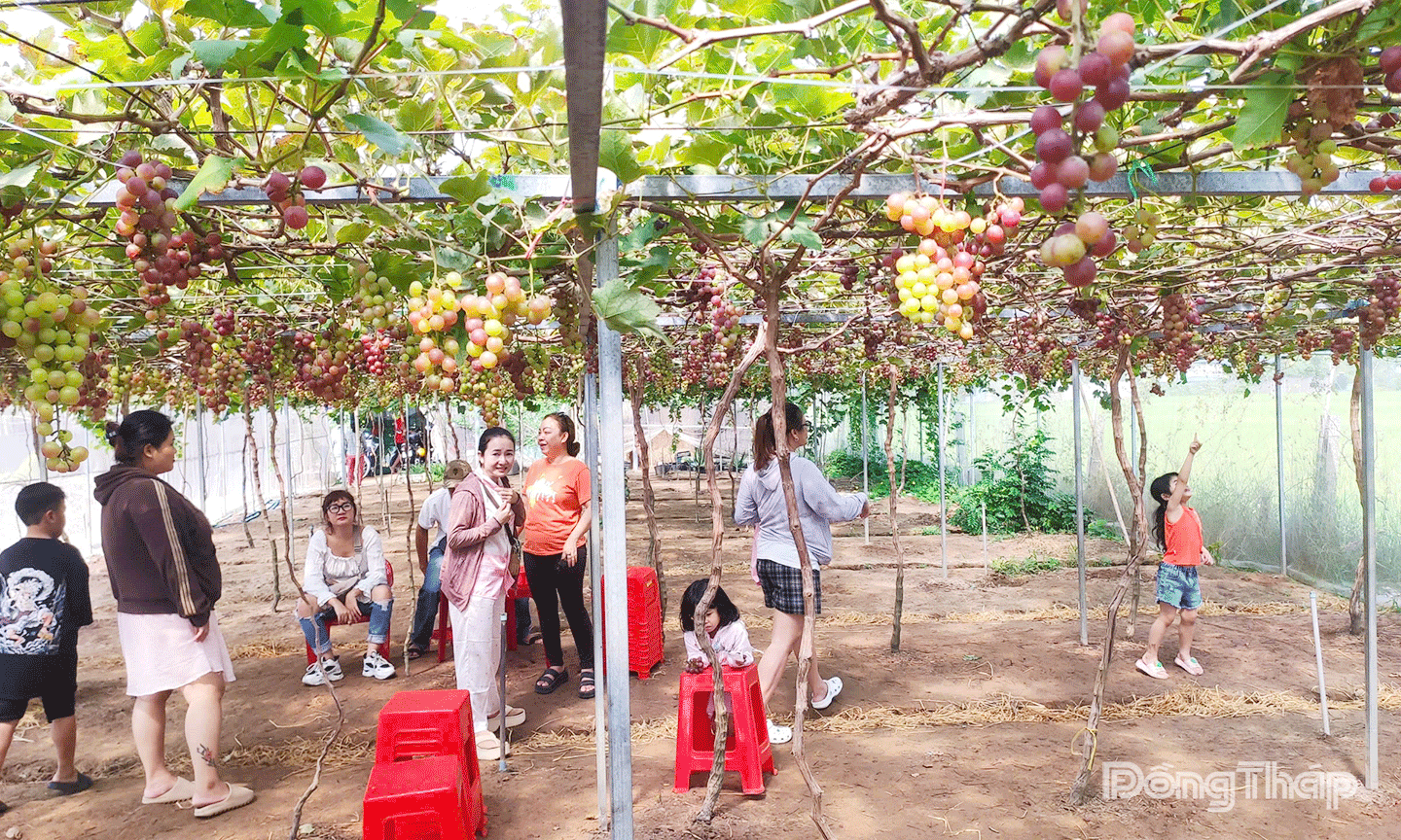 Du khách tham quan vườn nho tại Gò Công Đông