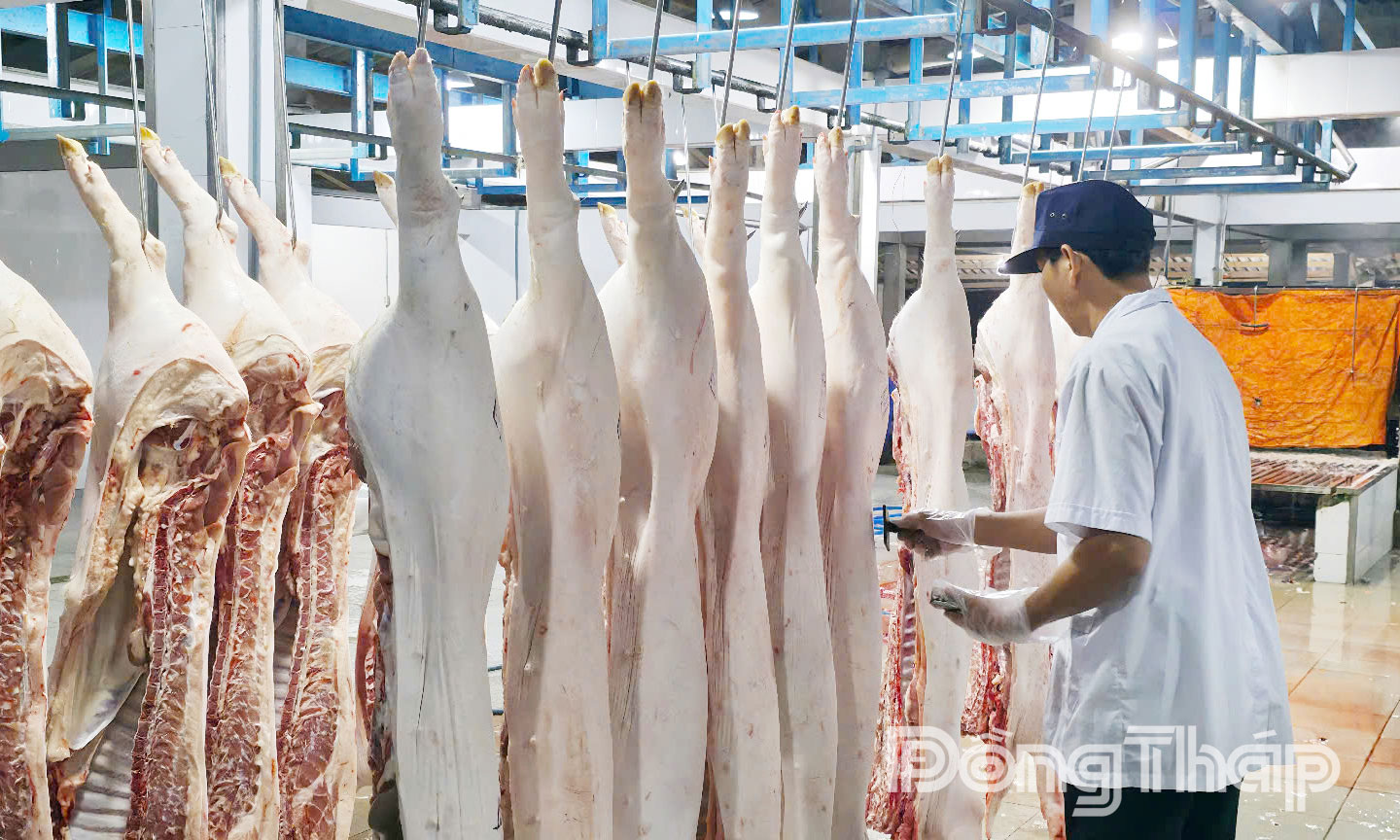  Trong thời gian tới, ngành Nông nghiệp phối hợp với các ngành chuyên môn kiểm soát chặt chẽ việc kinh doanh,  mua bán, vận chuyển heo.