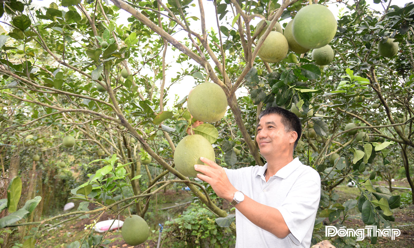Hoạt động sản xuất nông nghiệp của phường Mỹ Phong có sự chuyển biến về mô hình và phương thức sản xuất.