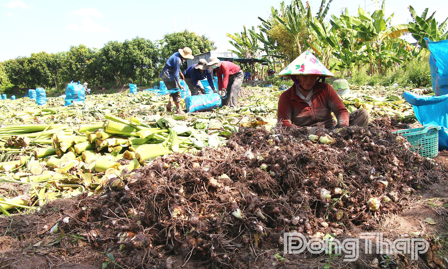 Thời gian qua, xã Mỹ An Hưng tập trung phát triển các diện tích canh tác khoai môn theo hướng an toàn. 